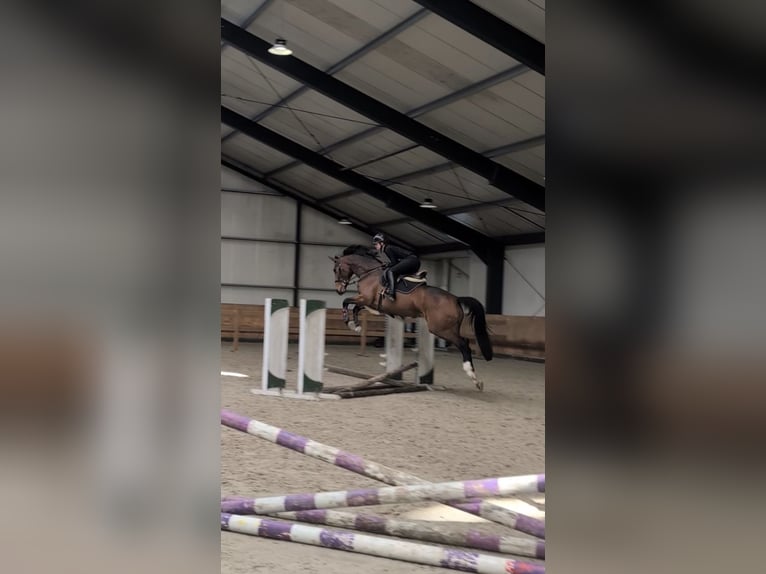 Westfaal Merrie 5 Jaar 176 cm Bruin in Dronten