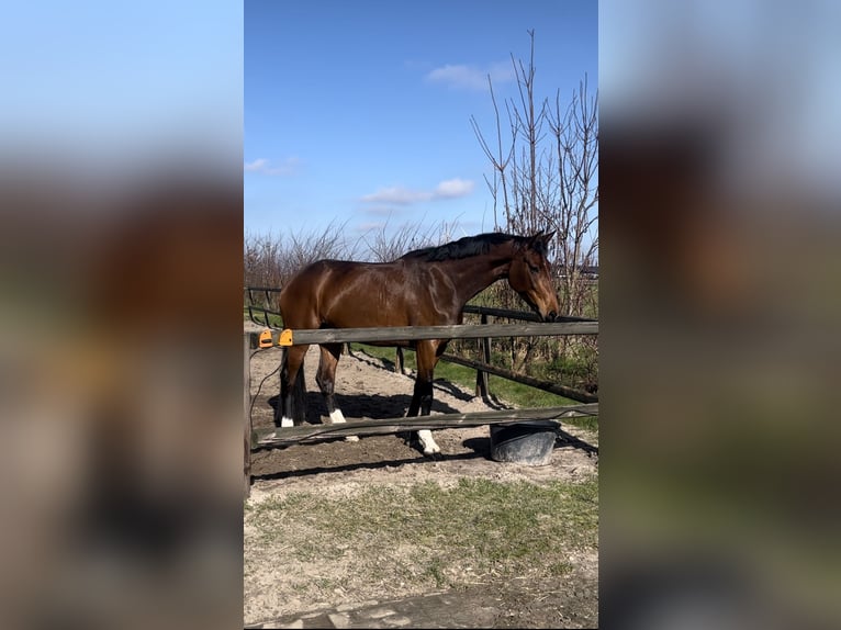Westfaal Merrie 5 Jaar 176 cm Bruin in Dronten