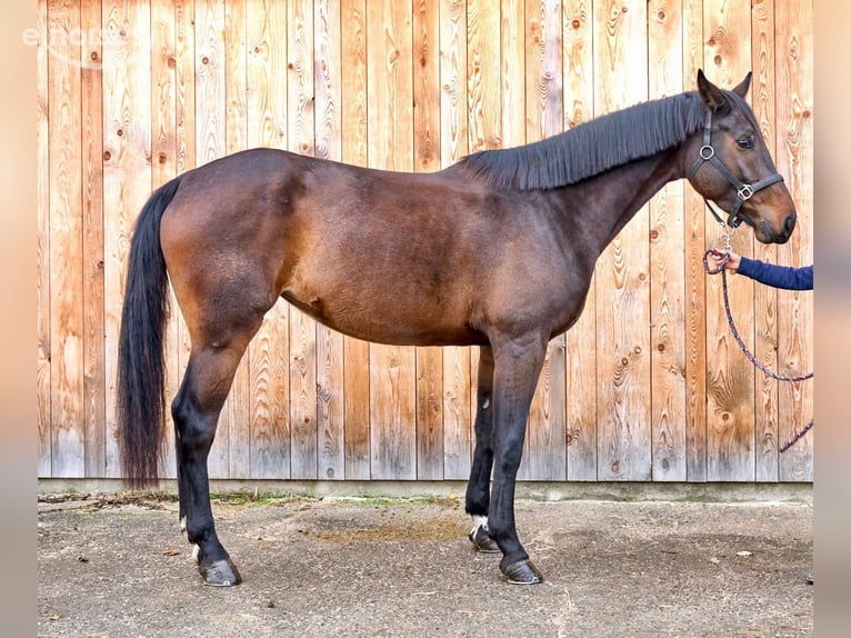 Westfaal Merrie 5 Jaar 178 cm Bruin in Courroux