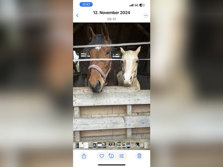 Westfaal Merrie 5 Jaar 178 cm Bruin in Gmund am Tegernsee