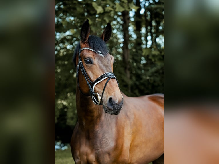 Westfaal Merrie 5 Jaar 179 cm Bruin in Hörstel