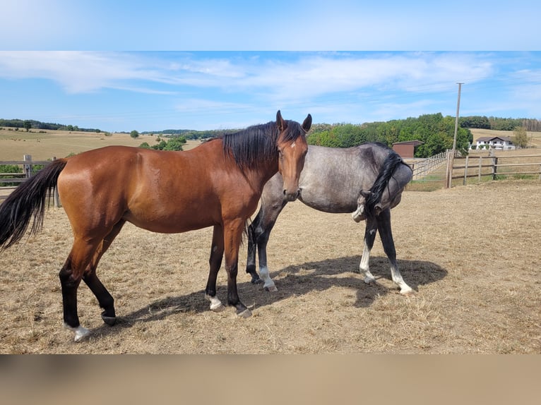 Westfaal Merrie 5 Jaar Bruin in Waldbröl