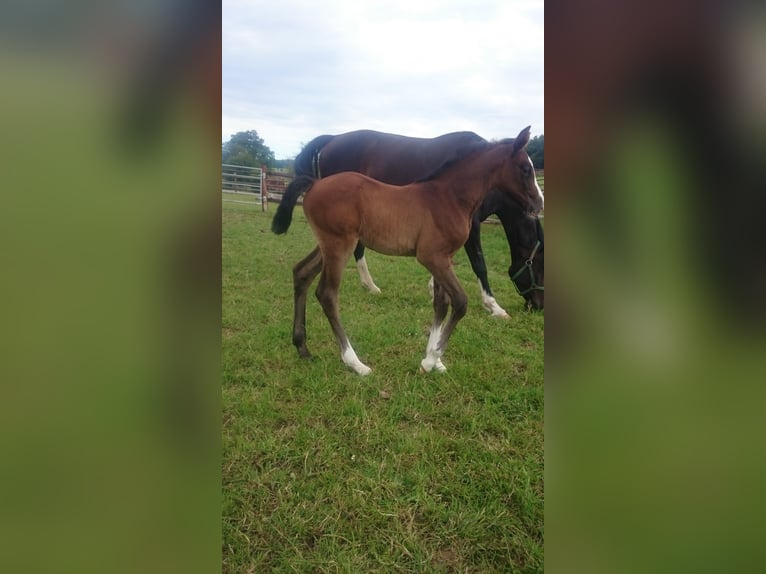 Westfaal Merrie 5 Jaar Schimmel in Waldbröl