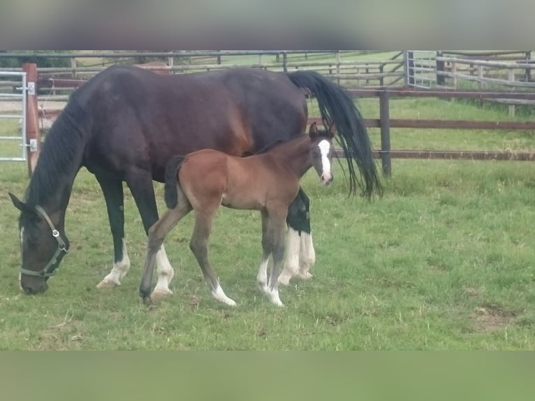 Westfaal Merrie 5 Jaar Schimmel in Waldbröl