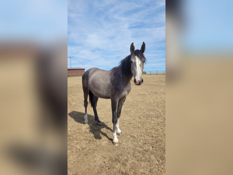 Westfaal Merrie 5 Jaar Schimmel in Waldbröl