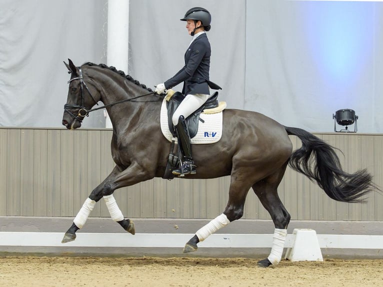 Westfaal Merrie 5 Jaar Zwartbruin in Münster-Handorf