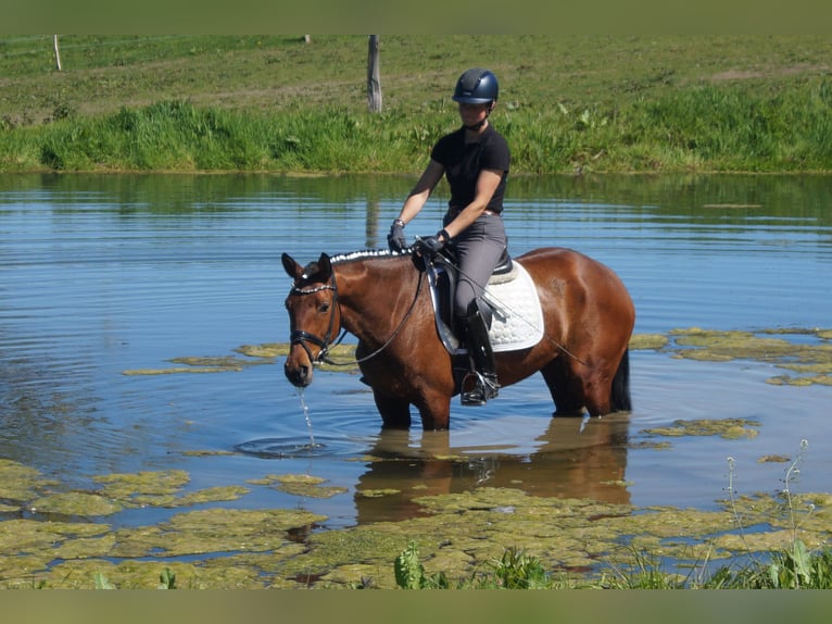 Westfaal Merrie 6 Jaar 155 cm Bruin in Iserlohn