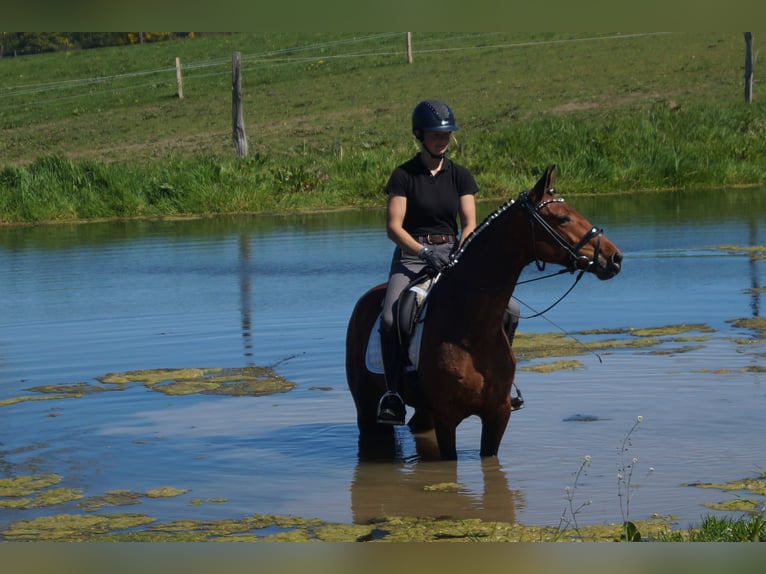 Westfaal Merrie 6 Jaar 155 cm Bruin in Iserlohn