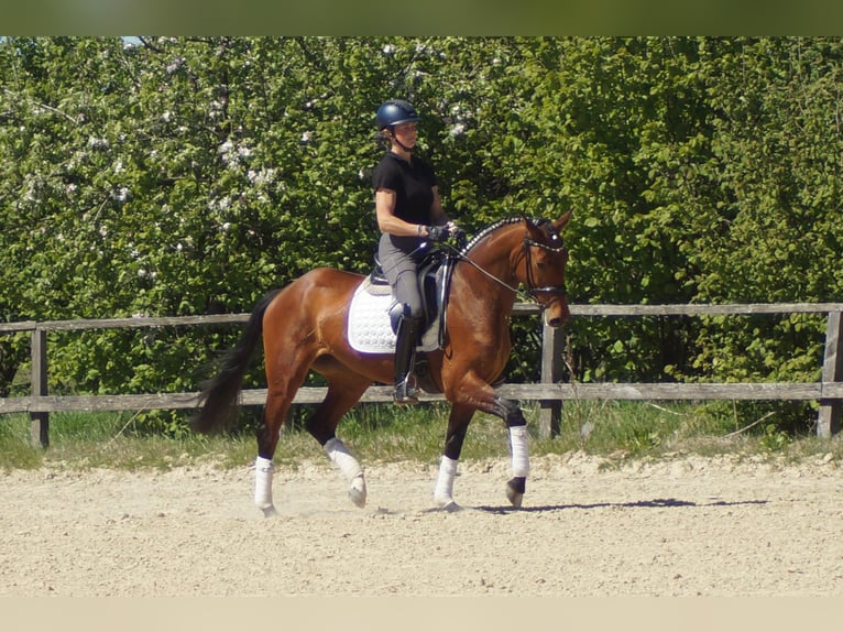 Westfaal Merrie 6 Jaar 155 cm Bruin in Iserlohn