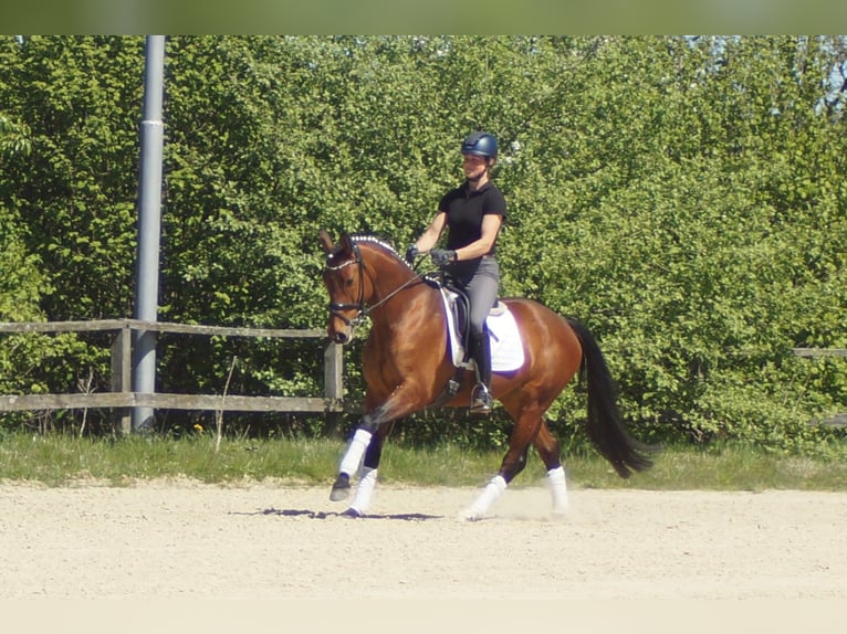 Westfaal Merrie 6 Jaar 155 cm Bruin in Iserlohn