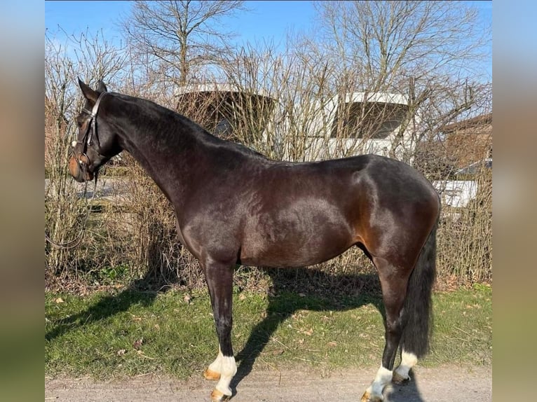 Westfaal Merrie 6 Jaar 158 cm Zwartbruin in Versmold