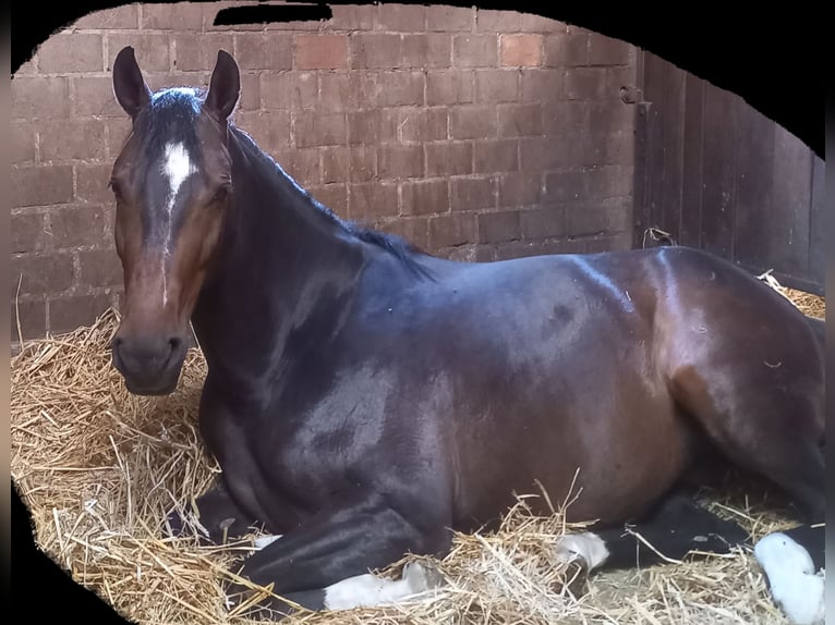 Westfaal Merrie 6 Jaar 158 cm Zwartbruin in Versmold