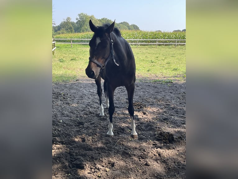 Westfaal Merrie 6 Jaar 158 cm Zwartbruin in Versmold