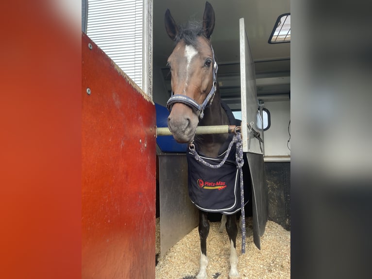 Westfaal Merrie 6 Jaar 158 cm Zwartbruin in Versmold