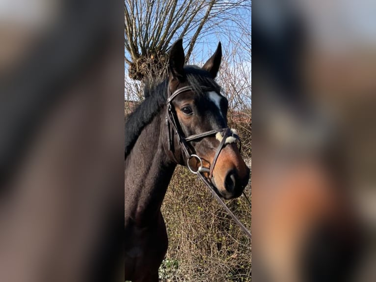 Westfaal Merrie 6 Jaar 158 cm Zwartbruin in Versmold