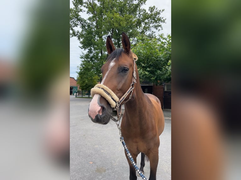 Westfaal Merrie 6 Jaar 160 cm Bruin in Dortmund