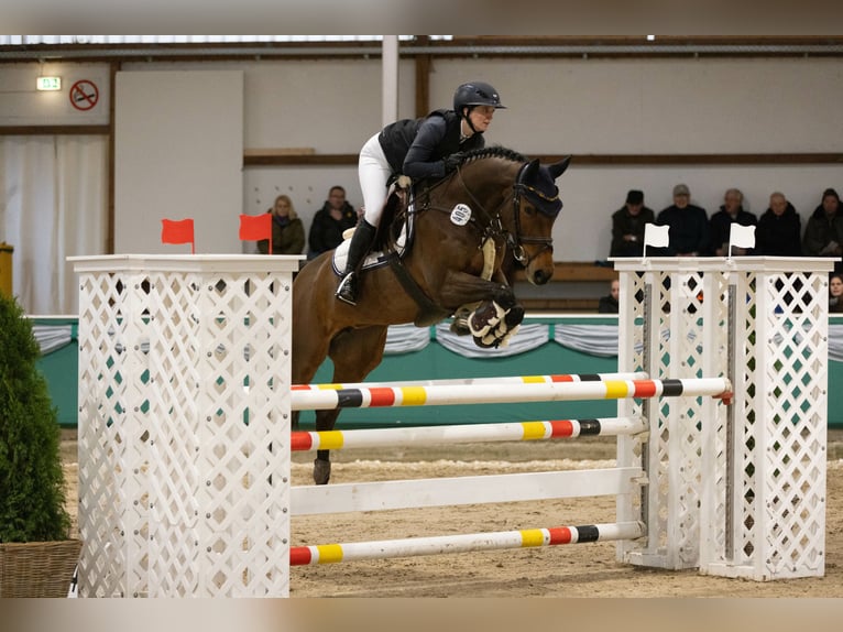 Westfaal Merrie 6 Jaar 161 cm Bruin in Elsdorf