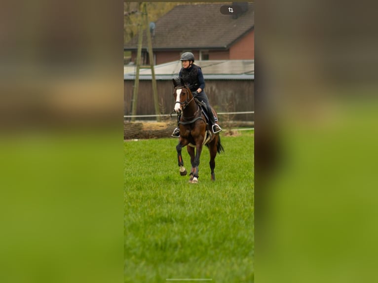 Westfaal Merrie 6 Jaar 161 cm Donkerbruin in Dahlenburg