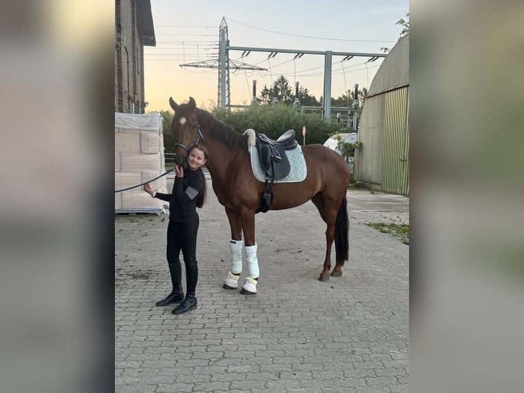 Westfaal Merrie 6 Jaar 161 cm Donkere-vos in Kaltenkirchen