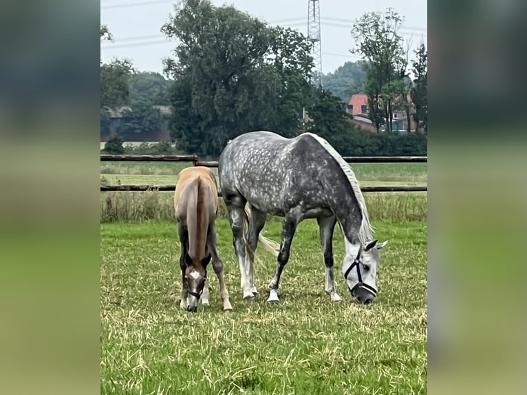 Westfaal Merrie 6 Jaar 162 cm Schimmel in Laer