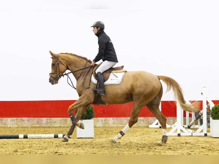 Westfaal Merrie 6 Jaar 162 cm  in Waddinxveen