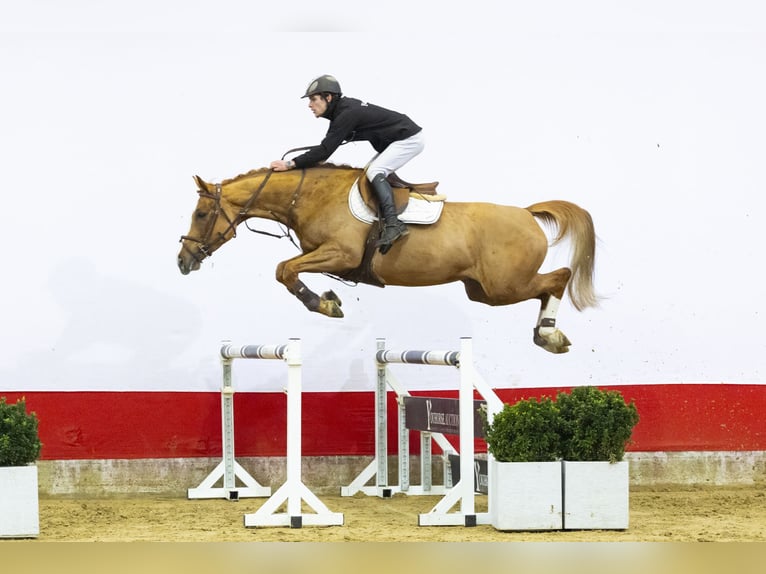 Westfaal Merrie 6 Jaar 162 cm  in Waddinxveen