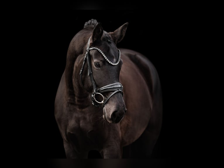 Westfaal Merrie 6 Jaar 162 cm Zwartbruin in Wehringen