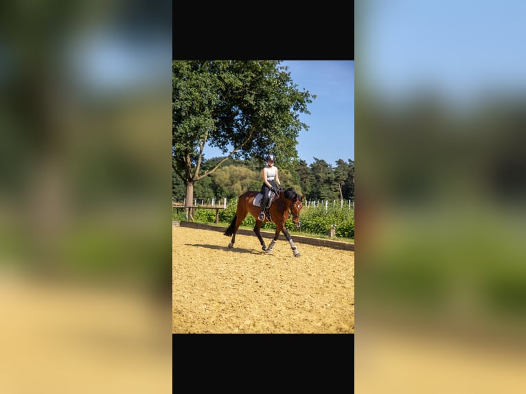 Westfaal Merrie 6 Jaar 163 cm Bruin in Dorsten