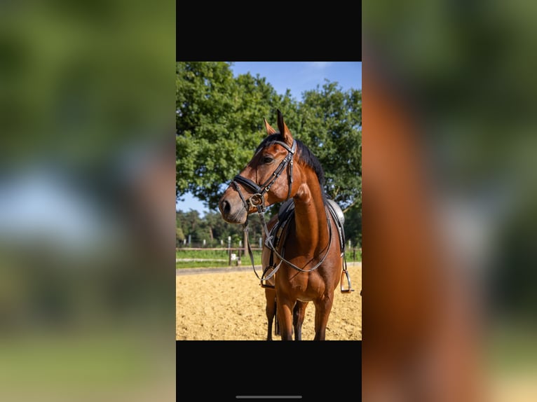 Westfaal Merrie 6 Jaar 163 cm Bruin in Dorsten