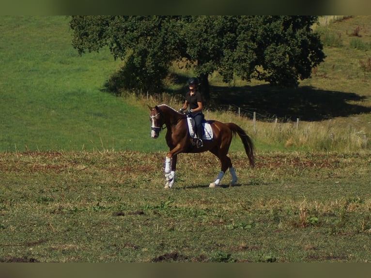 Westfaal Merrie 6 Jaar 163 cm Vos in Iserlohn