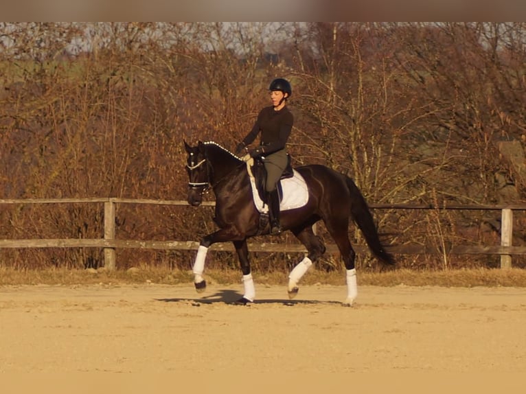 Westfaal Merrie 6 Jaar 163 cm Zwart in Iserlohn