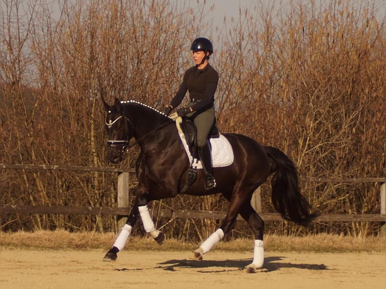 Westfaal Merrie 6 Jaar 163 cm Zwart in Iserlohn