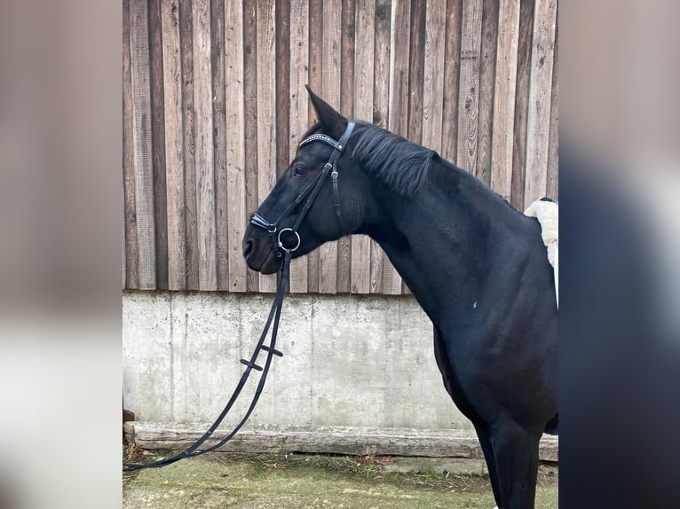 Westfaal Merrie 6 Jaar 164 cm Zwart in Langenhagen