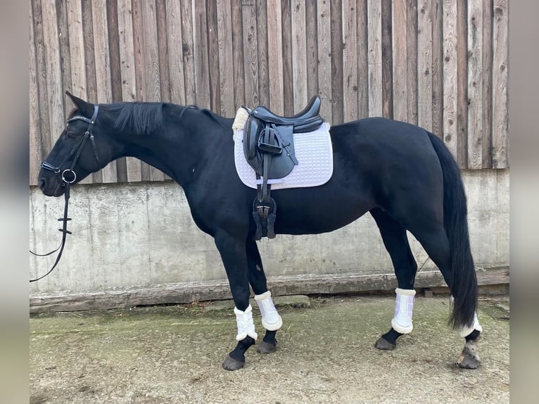Westfaal Merrie 6 Jaar 164 cm Zwart in Langenhagen