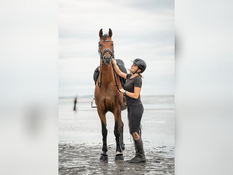 Westfaal Merrie 6 Jaar 165 cm Bruin in Oyten