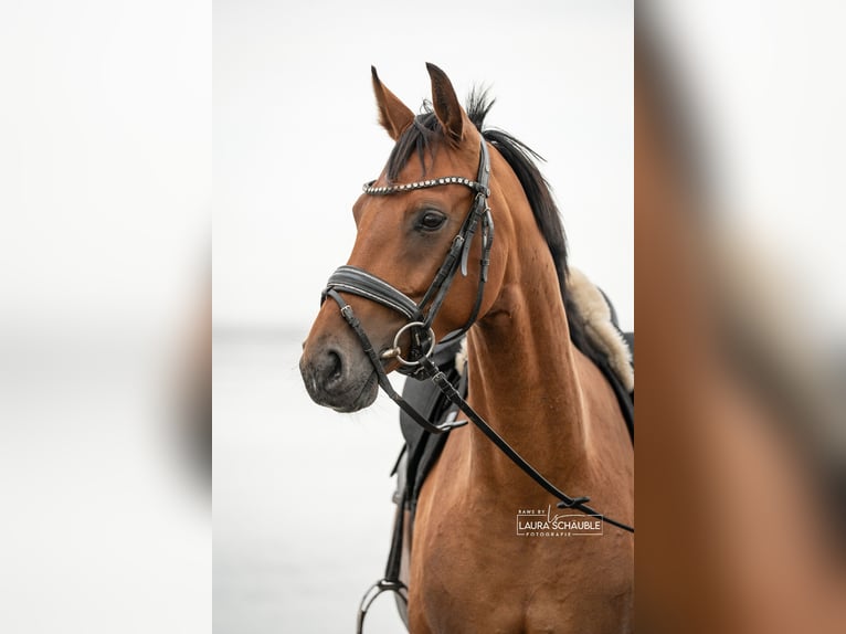 Westfaal Merrie 6 Jaar 165 cm Bruin in Oyten