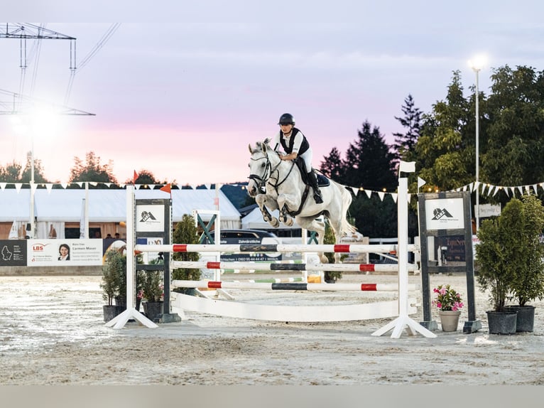 Westfaal Merrie 6 Jaar 165 cm Schimmel in Dornburg