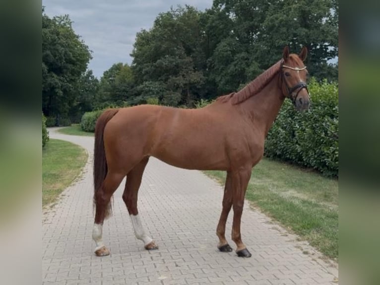 Westfaal Merrie 6 Jaar 165 cm Vos in Warendorf
