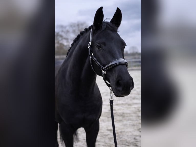 Westfaal Merrie 6 Jaar 165 cm Zwart in Dorsten