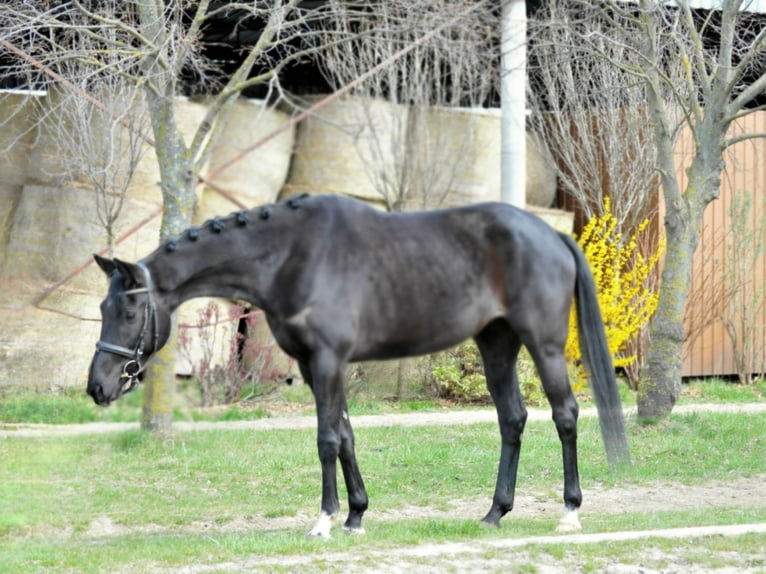 Westfaal Merrie 6 Jaar 165 cm Zwart in Schattendorf
