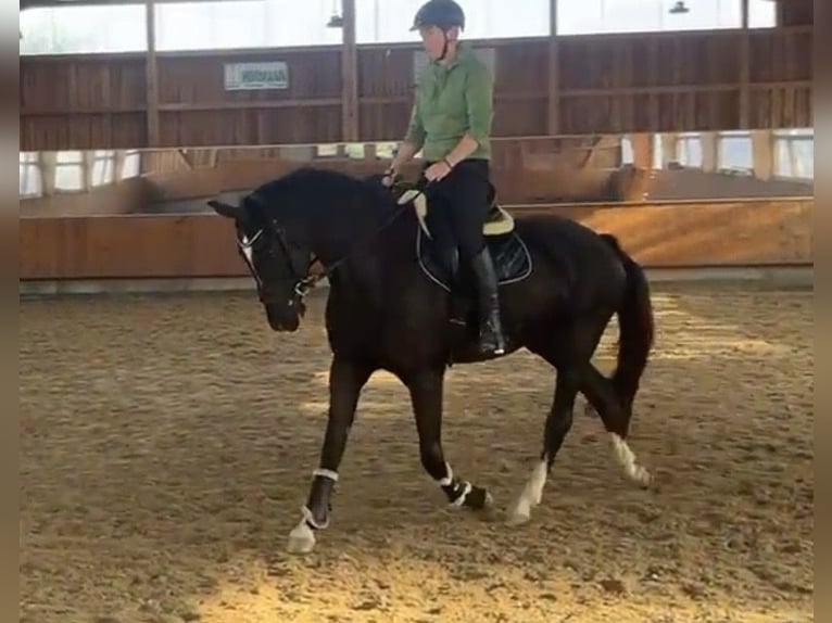 Westfaal Merrie 6 Jaar 165 cm Zwartbruin in Teichwitz