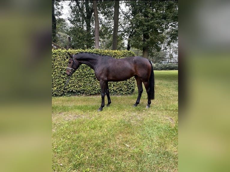 Westfaal Merrie 6 Jaar 166 cm Bruin in Rheine