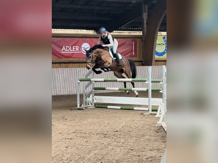 Westfaal Merrie 6 Jaar 166 cm Bruin in Schenklengsfeld