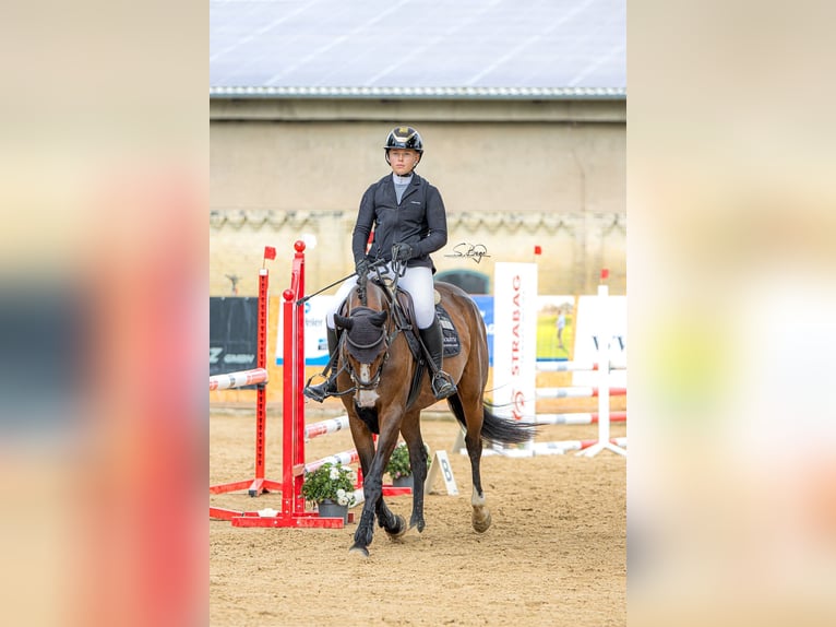 Westfaal Merrie 6 Jaar 166 cm Donkerbruin in Gadebusch