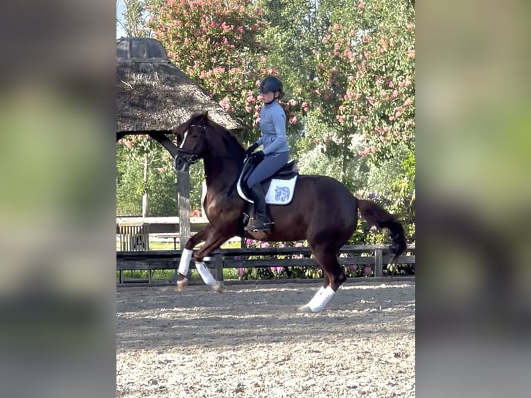Westfaal Merrie 6 Jaar 166 cm Donkere-vos in Schijndel