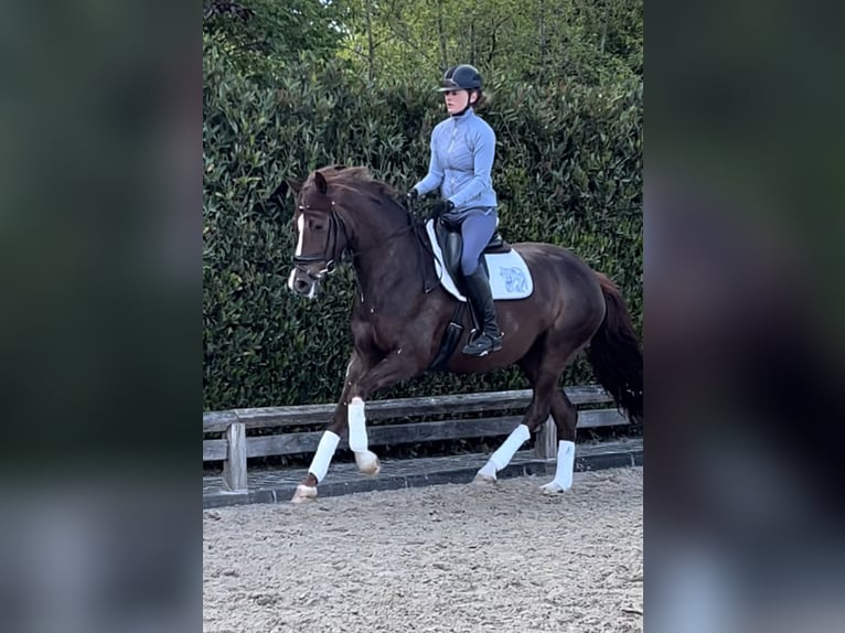 Westfaal Merrie 6 Jaar 166 cm Donkere-vos in Schijndel