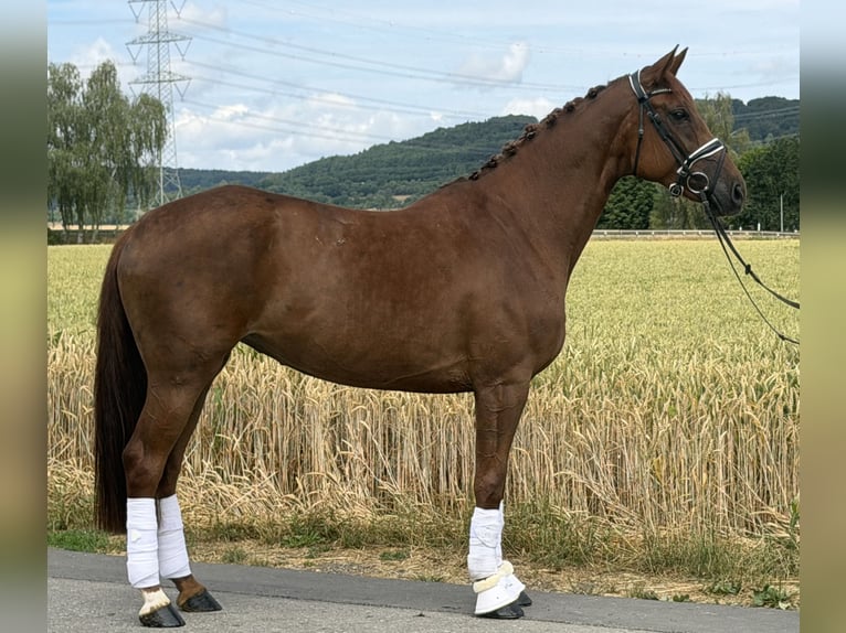 Westfaal Merrie 6 Jaar 166 cm Vos in Riedlingen