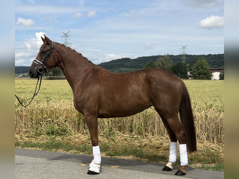 Westfaal Merrie 6 Jaar 166 cm Vos in Riedlingen