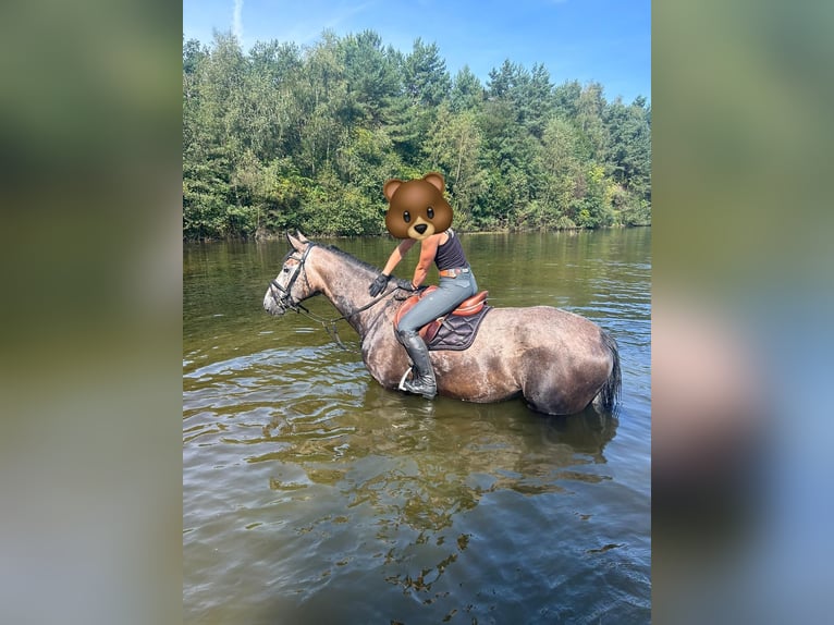 Westfaal Merrie 6 Jaar 167 cm Brown Falb schimmel in AhausAhaus