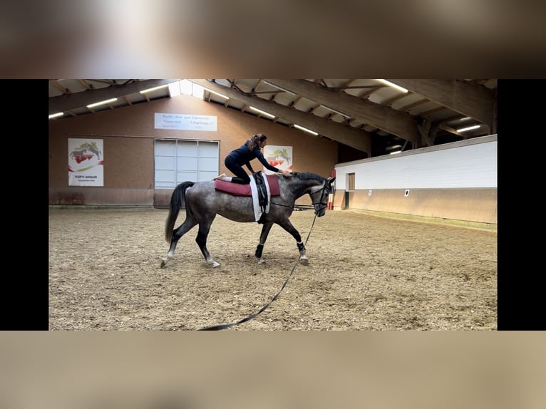 Westfaal Merrie 6 Jaar 167 cm Brown Falb schimmel in AhausAhaus